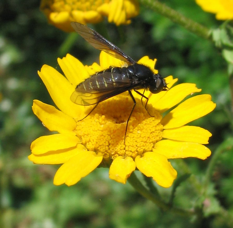 Lomatia sp.